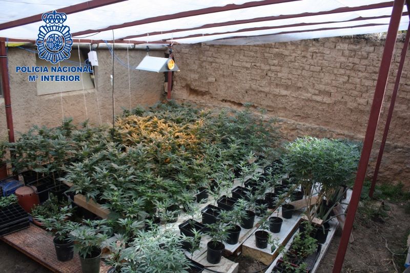 Desmantelada en Albelda una plantación de marihuana